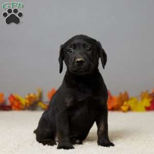 Ana, Black Labrador Retriever Puppy